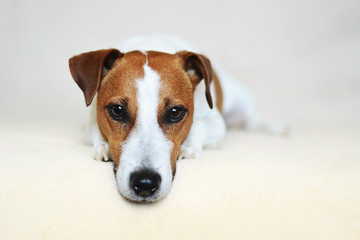 Jack Russell Terrier Dog with Sharp Puppy Dog Eyes