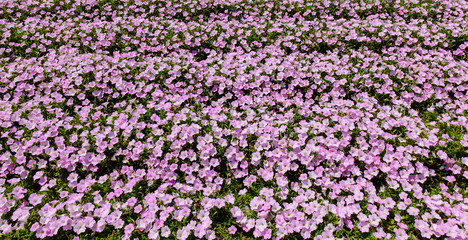 Pink flowers at Ashikaga Flower Park