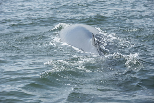 Bryde's whale, Whale in gulf of Thailand..