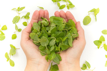 きれいなミントの葉　Clean mint leaves © norikko