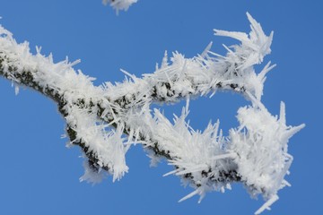 Eiskristalle auf Zweigen