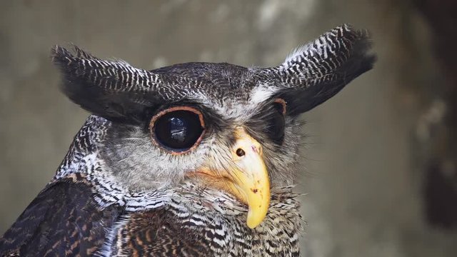 Close up portrait of Barred eagle-owl (Bubo sumatranus or Malay eagle-owl)