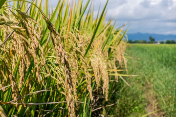 Naklejka premium Rice field in Thailand..
