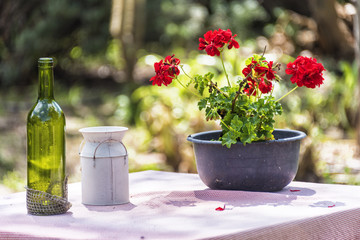 Geranium