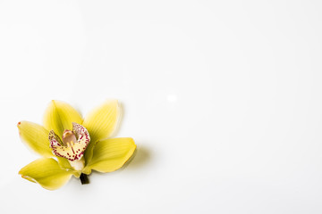 Orchid on White Background