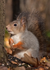 Naklejka na ściany i meble Eurasian red squirrel (Sciurus vulgaris)