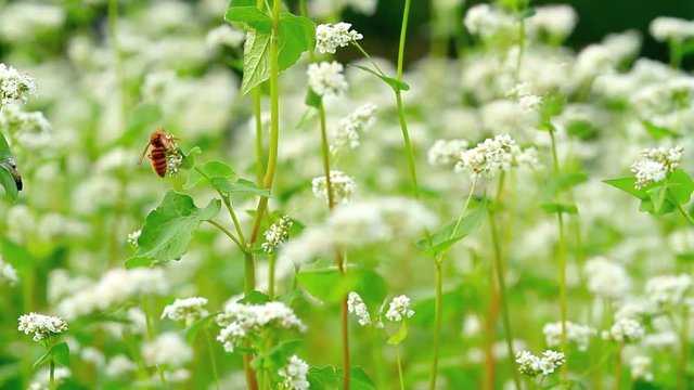 Honeybee collecting nectar on buckwheat field.