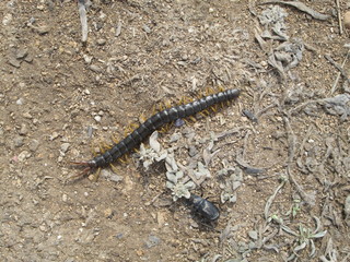 large colorful scolopendra take2