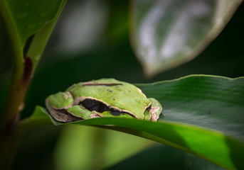 Frog on Leaf