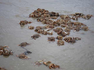 Dead crabs on beach