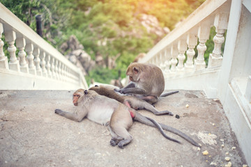 Monkey family sleeping on the way