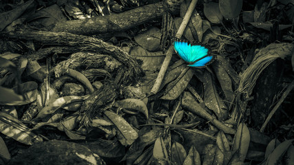 Blauer Schmetterling