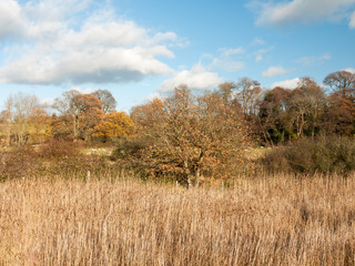 Fototapeta premium golden grass reeds autumn background full landscape