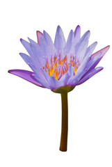 Water lilly, Nymphaea caerulea, white background,cliping path