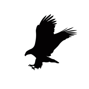 Black silhouette of eagle  isolated on white background.