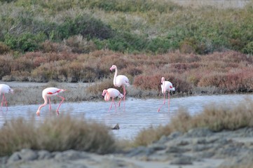 Greater Flamingos