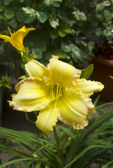 Yellow Lilium in vivarium Guatemala.