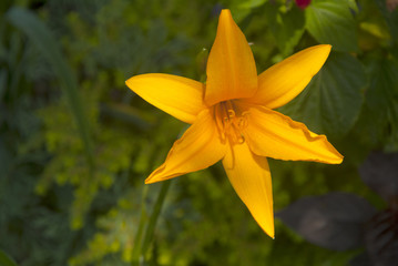 Obraz premium Orange Lilium in vivarium Guatemala.