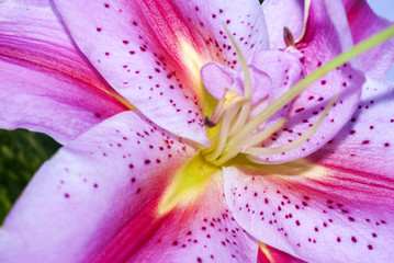 Fototapeta na wymiar Pink lilies on abstract background
