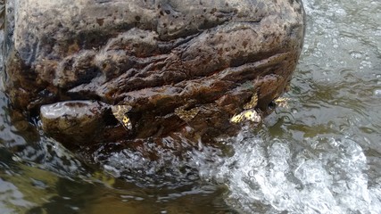 Butterflies river _ JUAN URREA 00