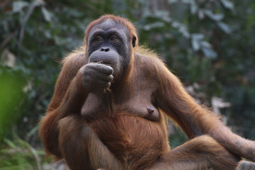 Orang-Utan Weibchen sitzt am Boden, Pongo
