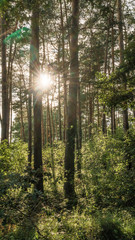 Fototapeta premium Sonne im Wald