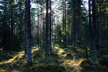 Morning in the Bergslagen Forest,Sweden