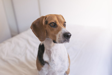 cute beautiful beagle dog sitting on bed. White background. Home, indoors. Pets