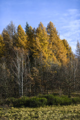 Autumn landscape, colorful leaves on the trees in the autumn season.