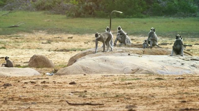 Gray langurs or Hanuman langurs group. Sri Lanka, Yala