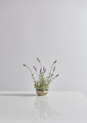white background and white table vase of flower style