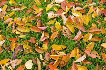 Tapis de feuilles d'automne