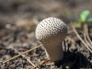 Mushroom in the forest. Beautiful sunlight on the green moss.