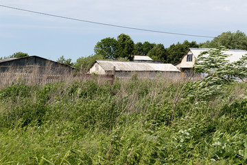 Acrocephalus palustris. Nest Habitat of Marsh Warbler. Landscape.