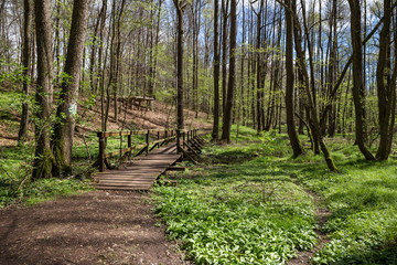 Wanderweg im Chemnitzer Küchwald