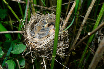 Naklejka na ściany i meble Acrocephalus palustris. The nest of the Marsh Warbler in nature.