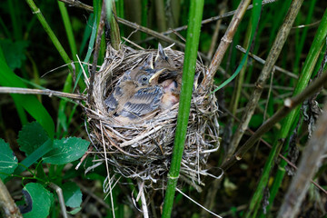Acrocephalus palustris. The nest of the Marsh Warbler in nature.