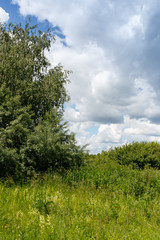 Obraz premium Acrocephalus palustris. Nest Habitat of Marsh Warbler. Landscape.