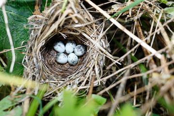 Fototapeta premium Acrocephalus palustris. The nest of the Marsh Warbler in nature.