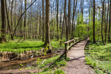 Wanderweg im Chemnitzer Küchwald