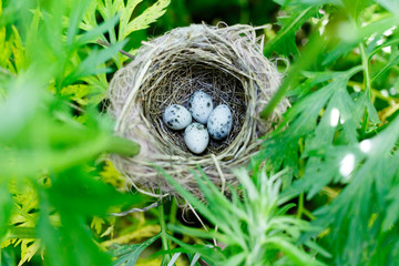 Acrocephalus palustris. The nest of the Marsh Warbler in nature.