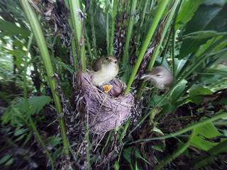 Acrocephalus palustris. The nest of the Marsh Warbler in nature.