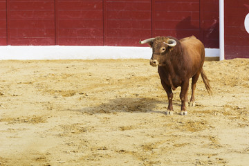 Toro bravo español en la arena de una plaza de toros