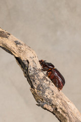 A Coconut rhinoceros beetle one of the invasive species that attacks the developing fronds of Raffia, coconut, and other palms in tropical Asia and a number of Pacific islands.