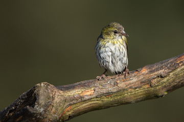 Eurasian Siskin drying after taking a bath