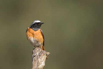 Common Redstart (male)
