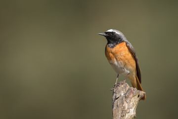 Common redstart (male)