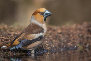 Hawfinch drinking