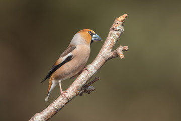 Hawfinch