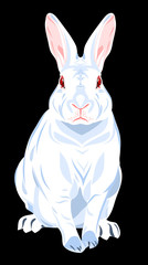 Image of a rabbit
